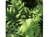 Fern Deciduous Auriculate Lady 2 litre pot