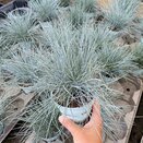 Festuca glauca 'Compacta Blue'