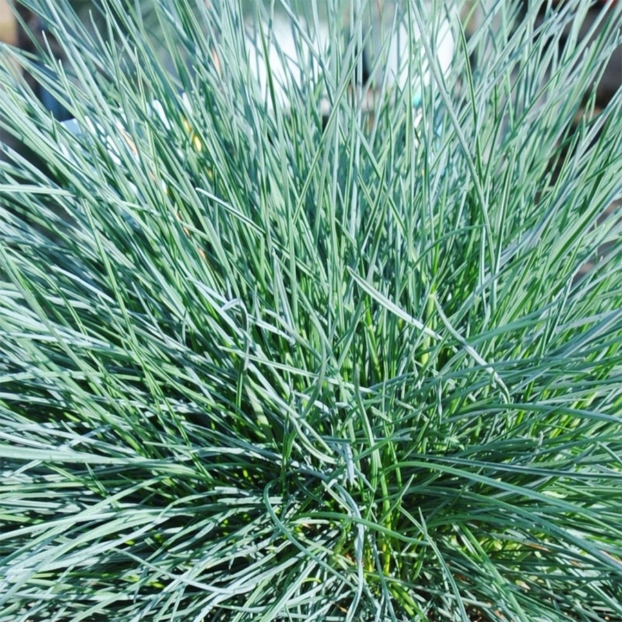 Festuca Intense Blue - Knights Garden Centres