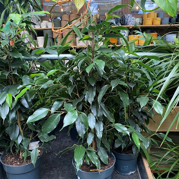 Ficus benjamina