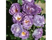 Floribunda Bush Rose Blue For You