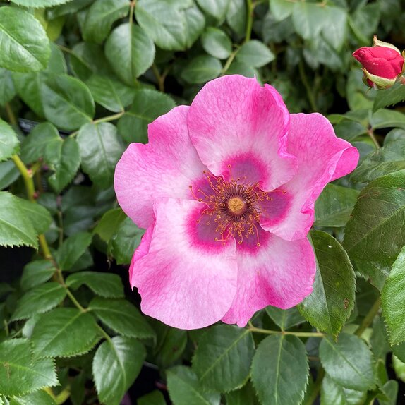 Floribunda Bush Rose Bright as a Button