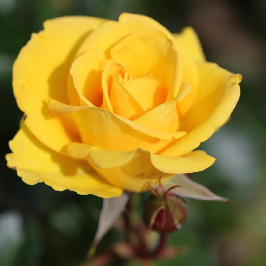 Floribunda Bush Rose Grandma's Rose - Knights Garden Centres