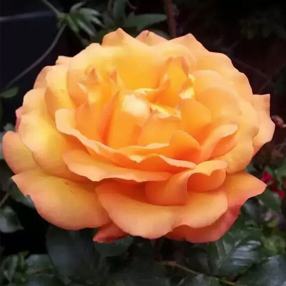 Floribunda Bush Rose Precious Amber