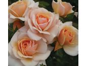 Floribunda Bush Rose Sweet Honey 