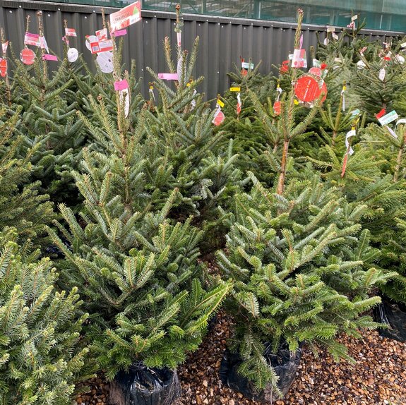 Fraser Fir Pot Grown 125-150cm