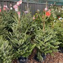 Fraser Fir Pot Grown 125-150cm