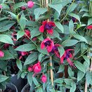 Fuchsia Lady Boothby - image 1