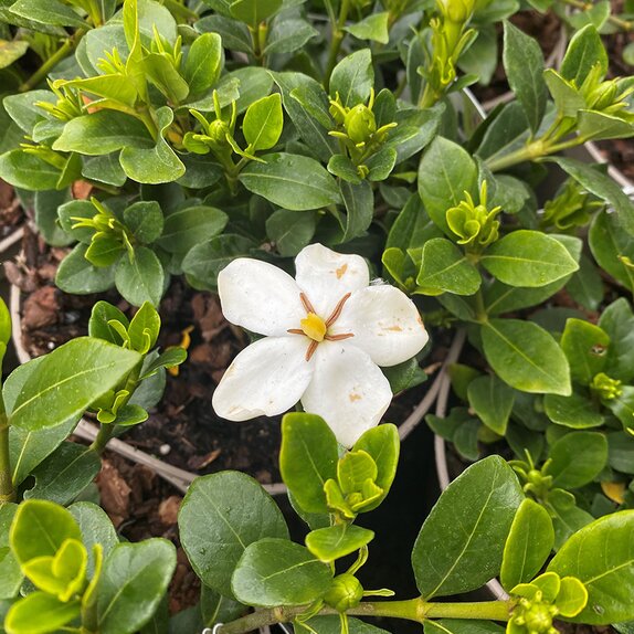 Gardenia jasminoides - image 1