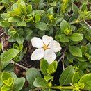 Gardenia jasminoides - image 1