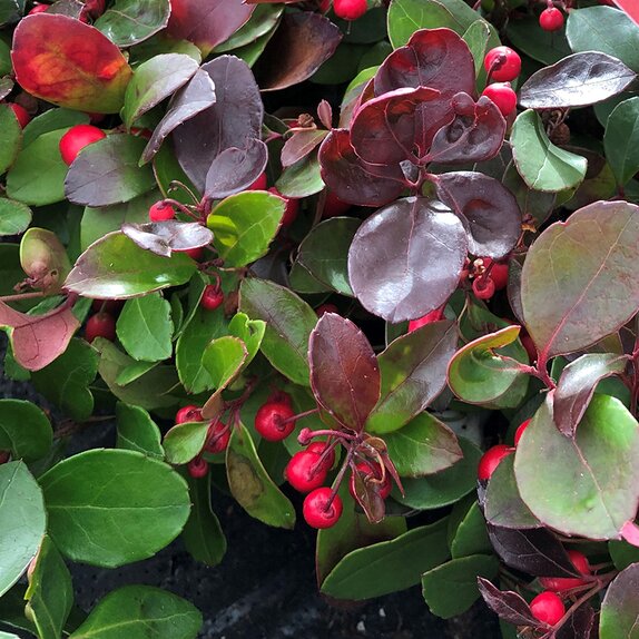 Gaultheria proc. 'Big Berry'