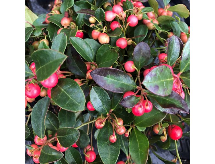 Gaultheria Very Berry 11cm pot