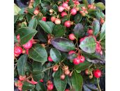 Gaultheria Very Berry 11cm pot