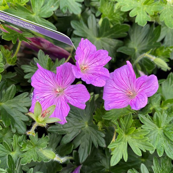 Geranium Blushing Turtle - image 2