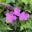 Geranium Blushing Turtle - image 2