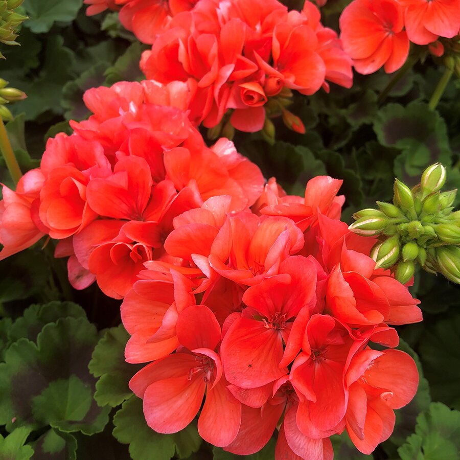 Geranium Zonal Green Leaf Salmon 1 Litre Pot - Knights Garden Centres