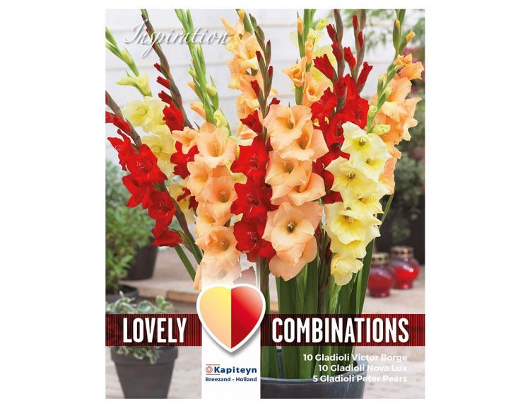 Gladiolus Red, Yellow and Orange Combination Pack