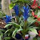 Guzmania Blue with an Ocean Blue pot cover