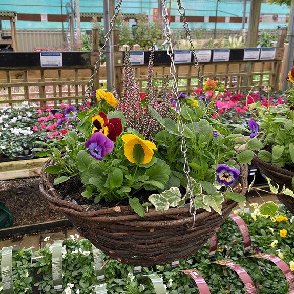 Hanging Basket Autumn 14"