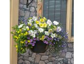 Hanging Basket/Container Pop Planter Nautical Chic - image 1