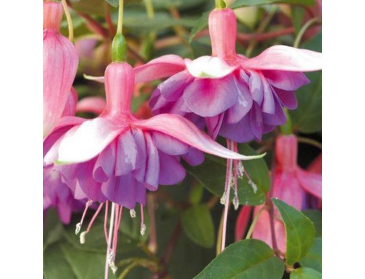 Hanging Basket Fuchsia Trailing Adrienne - image 1