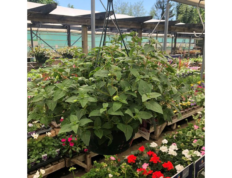 Hanging Basket Fuchsia Trailing Adrienne - image 2