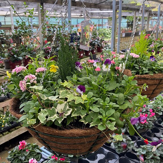 Hanging Basket Mixed Coir Lined - image 1