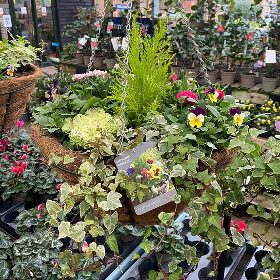 Hanging Basket Mixed Coir Lined - image 2