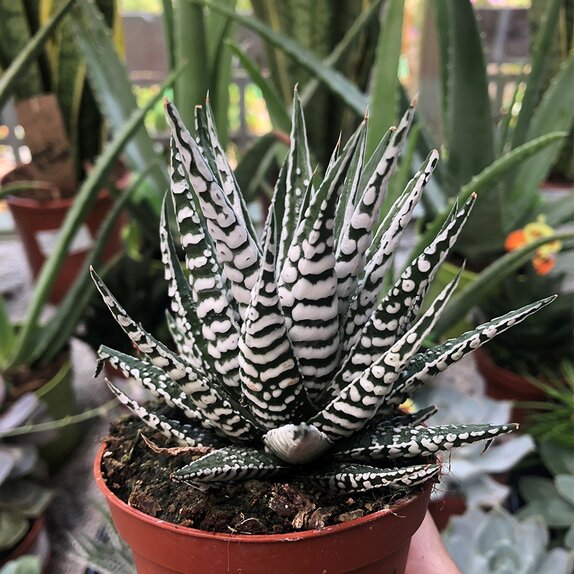 Haworthia fasciala 'Alba'