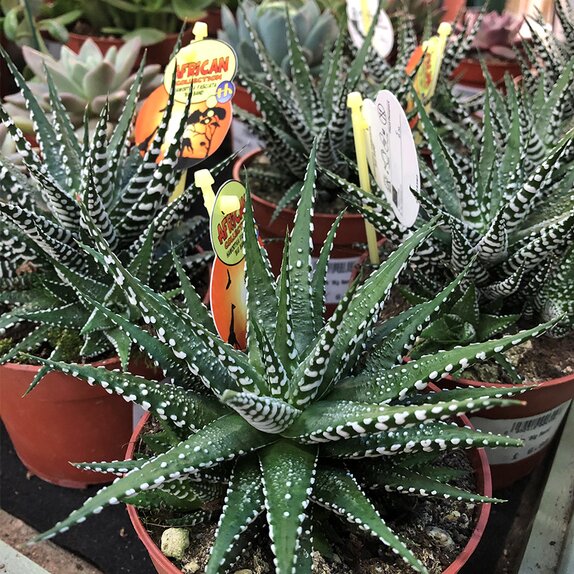 Haworthia fasciala 'Big Band'