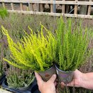 Heather Calluna Sunset Skyline 11cm pot