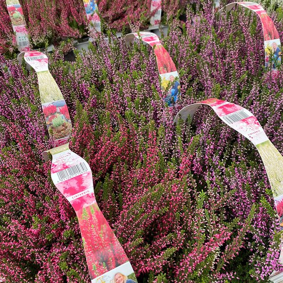 Heather Calluna vulg. 'Garden Girls' ® 6 Pack