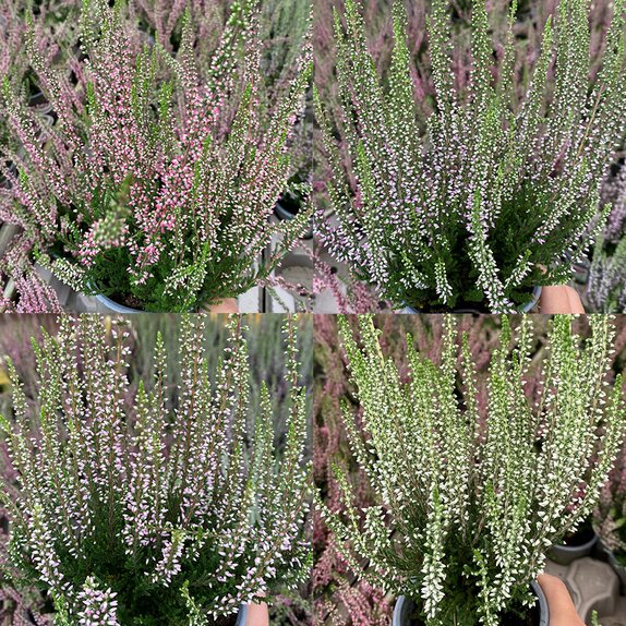 Heather Calluna vulg 'Garden Girls' 9cm pot