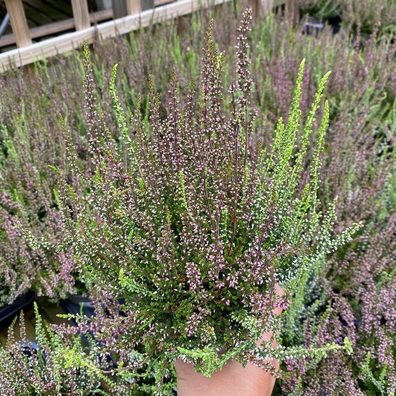 Heather Calluna vulg. 'Twin Girls' ® 11cm pot