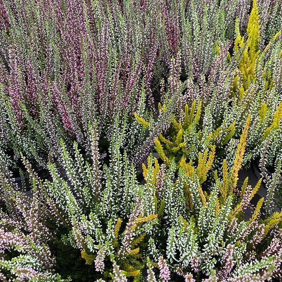 Heather Calluna vulgaris 'Trio-Girls' 11cm pot