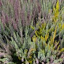 Heather Calluna vulgaris 'Trio-Girls' 11cm pot