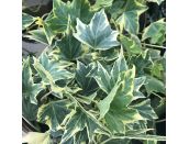 Hedera Golden Kolibri 11cm pot