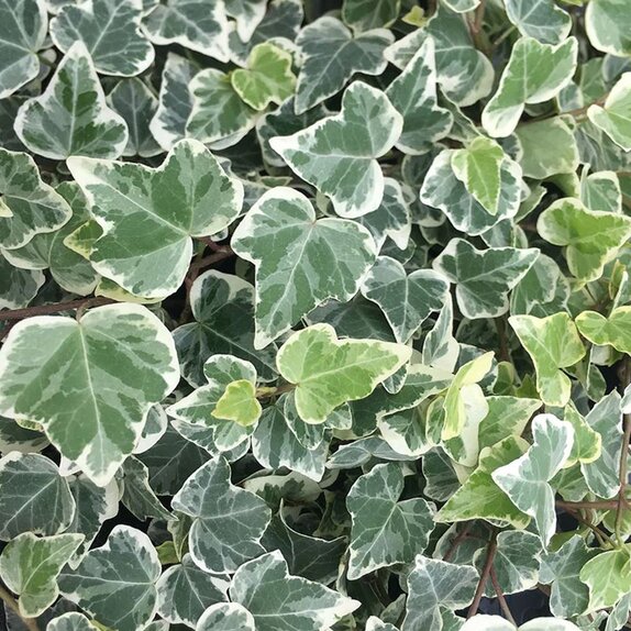 Hedera helix 'White Wonder' 13cm pot