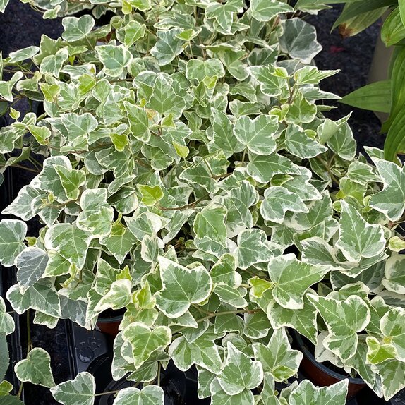 Hedera helix 'White Wonder' 9cm pot