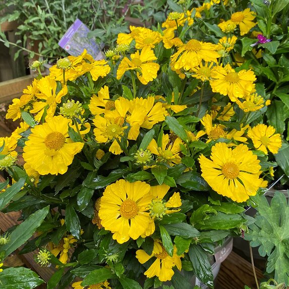 Helenium Lemon Sundae