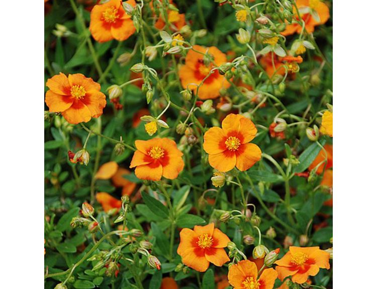 Helianthemum Bronze Carpet - Knights Garden Centres