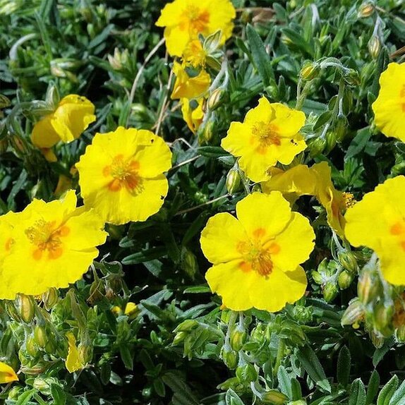 Helianthemum Golden Queen - Knights Garden Centres