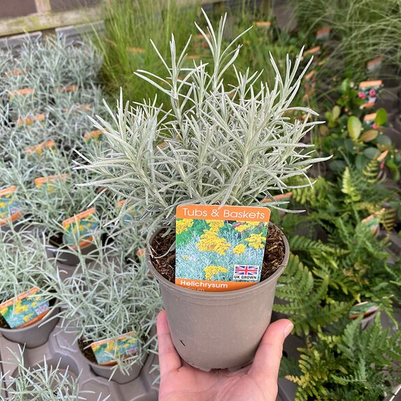 Helichrysum Italicum 11cm pot