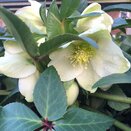 Helleborus HGC® Ice Breaker Max 4.5 litre pot