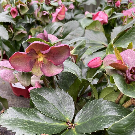 Helleborus HGC Ice n Roses Early Rose