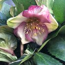 Helleborus HGC® Ice N Roses® Picotee