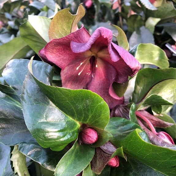 Helleborus HGC® Ice N Roses® Red