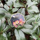 Helleborus HGC® Ice N Roses® Rosali