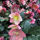 Helleborus HGC® Merlin