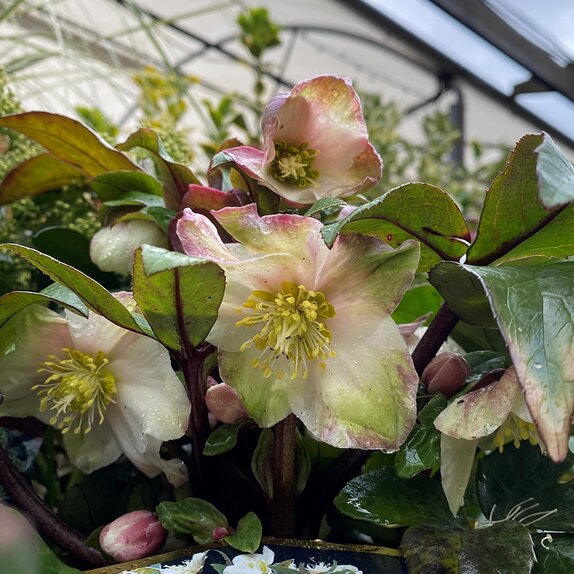 Helleborus HGC® Snow Dance 2 litre pot - image 2